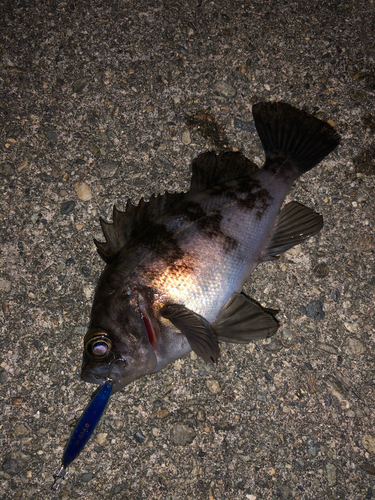 メバルの釣果