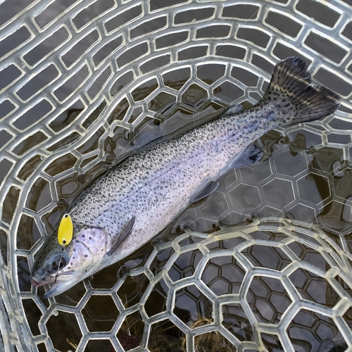 ニジマスの釣果