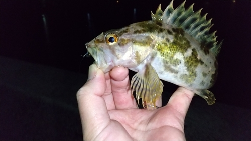 タケノコメバルの釣果