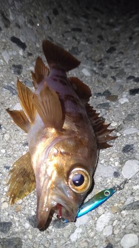 メバルの釣果