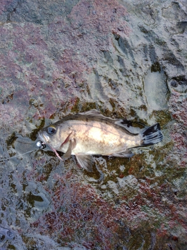 クロメバルの釣果