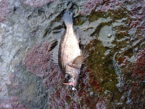 クロメバルの釣果