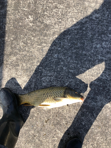 コイの釣果