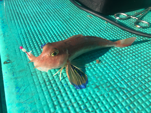 カナガシラの釣果