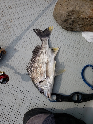 キビレの釣果