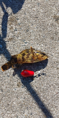 タケノコメバルの釣果