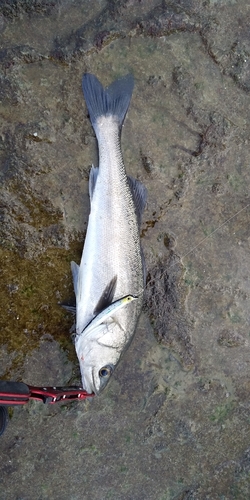 スズキの釣果