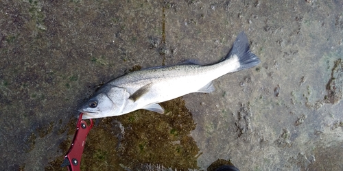 スズキの釣果