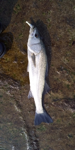 スズキの釣果