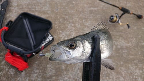 セイゴ（マルスズキ）の釣果