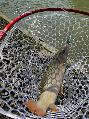 トラウトの釣果