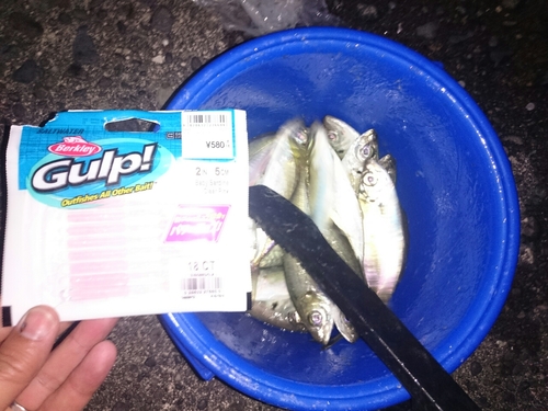 アジの釣果