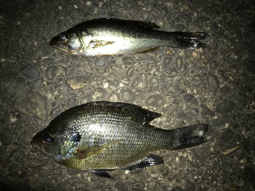 ブラックバスの釣果