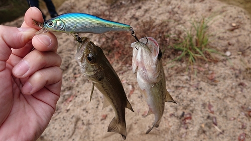 ブラックバスの釣果