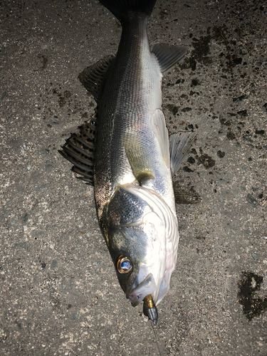 シーバスの釣果