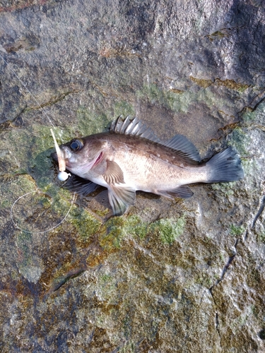 クロメバルの釣果