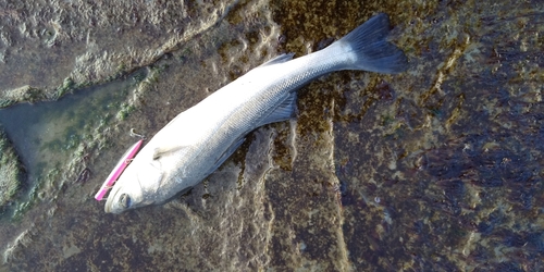 スズキの釣果