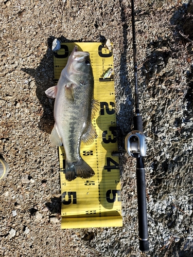 ブラックバスの釣果