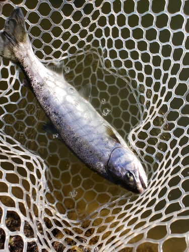 サクラマスの釣果