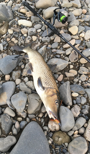 ニゴイの釣果