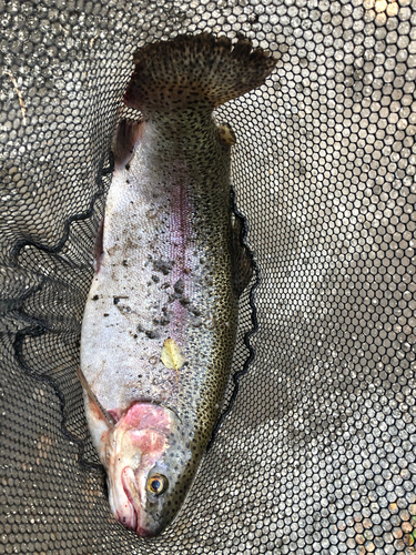 ニジマスの釣果