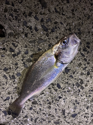 イシモチの釣果