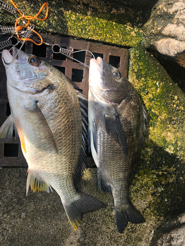 クロダイの釣果