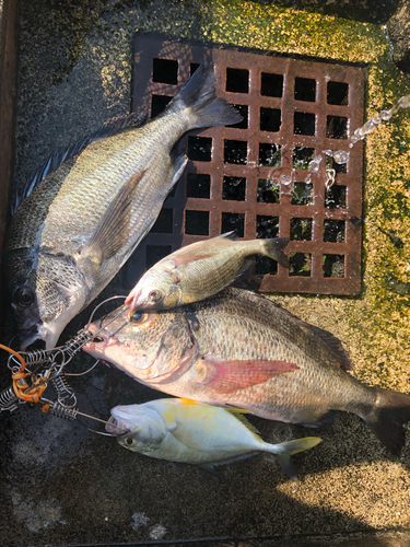 クロダイの釣果