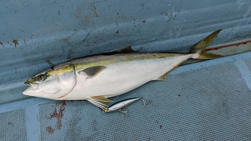 ブリの釣果