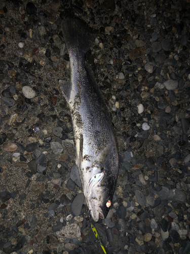 ニベの釣果