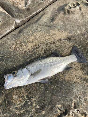 フッコ（ヒラスズキ）の釣果