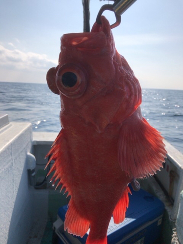 アコウダイの釣果