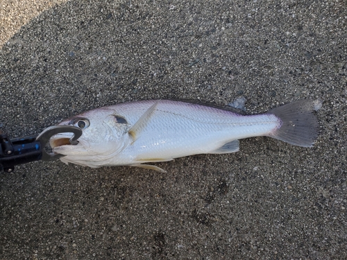 イシモチの釣果