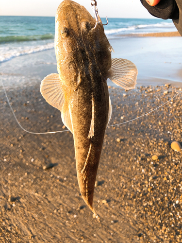 マゴチの釣果