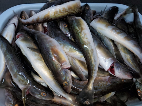 ホッケの釣果