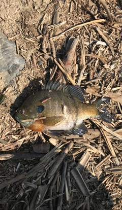 ブルーギルの釣果