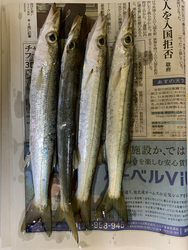 カマスの釣果