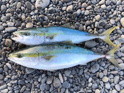 メジロの釣果