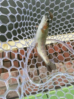 トラウトの釣果