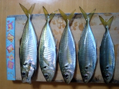 アジの釣果