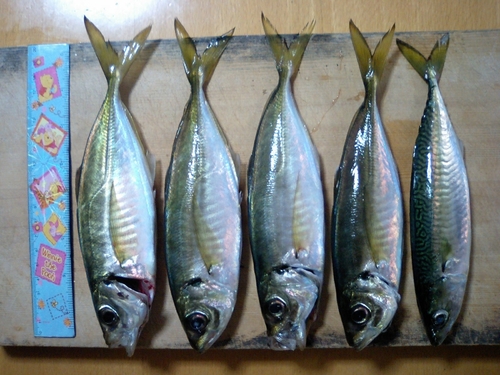 アジの釣果