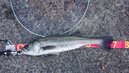 シーバスの釣果