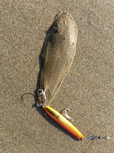 シタビラメの釣果