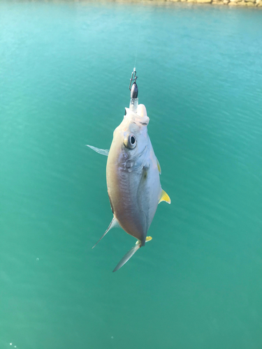 ギンガメアジの釣果