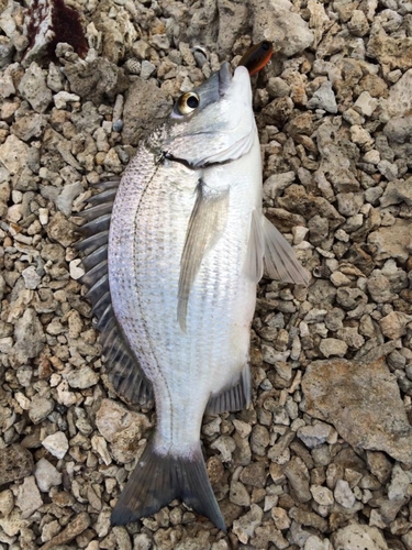 ヘダイの釣果