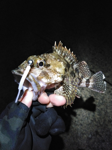 カサゴの釣果