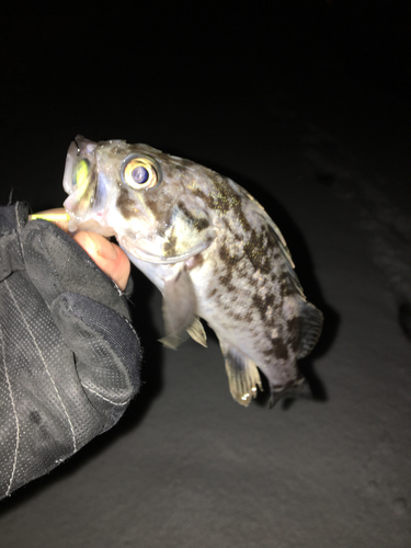 クロソイの釣果