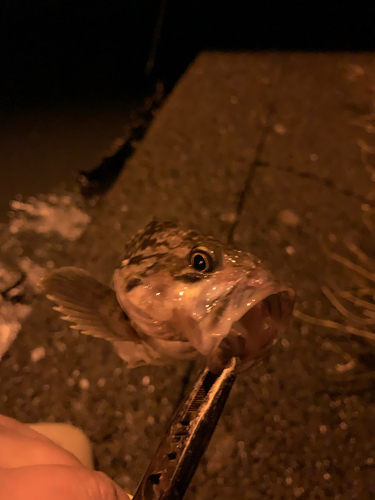 アイナメの釣果