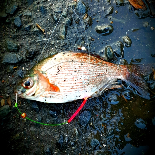 ウミタナゴの釣果