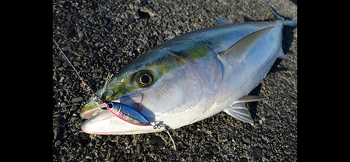 ワラサの釣果